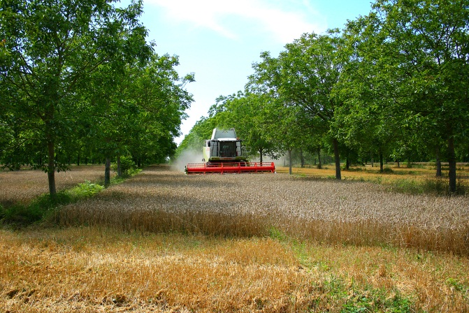Wheat and walnut trees agroforestry system